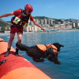 , Harnais flottant pour chien Delphinus Kong Alp Design, ALP DESIGN, Croque Montagne