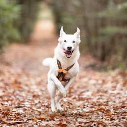 Harnais Canicross X-Back One I-Dog, Harnais Canicross X-Back One I-Dog, I-DOG, Croque Montagne