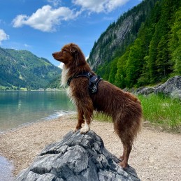 Harnais cani-marche Style Upka I-Dog, Harnais cani-marche Style Upka I-Dog, I-DOG, Croque Montagne