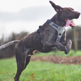 Harnais cani-marche Style Upka I-Dog, Harnais cani-marche Style Upka I-Dog, I-DOG, Croque Montagne