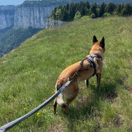 Longe de traction Style Upka I-Dog, Longe de traction Style Upka I-Dog, I-DOG, Croque Montagne